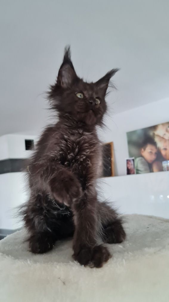 Maine coon  kotka czarna