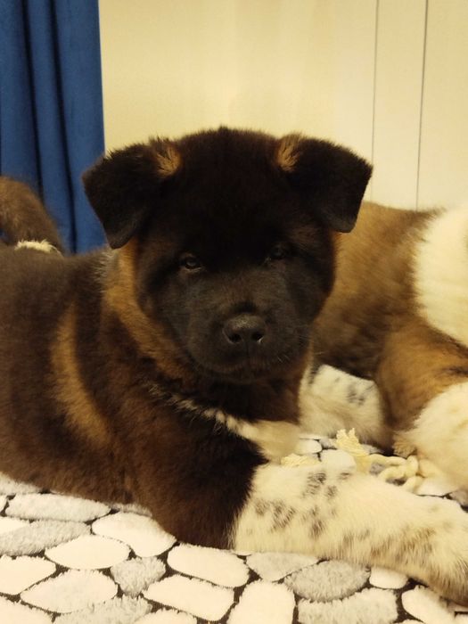 Akita amerykańska FCI