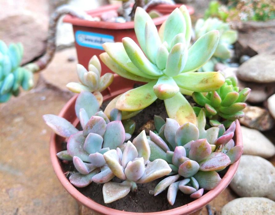 Кімнатні сукуленти (набір з декількох рослин)