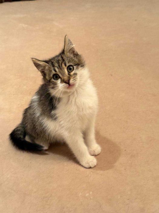 кошеня ,котик ,3,5 місяців дуже лагідний і ніжний