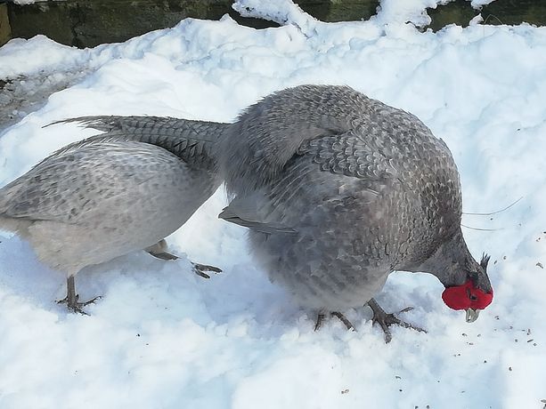 Bażanty jaja rzadka mutacja