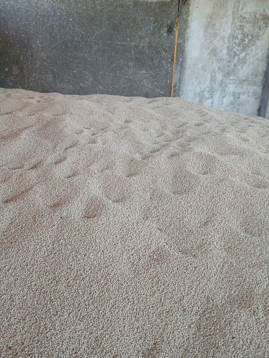 Продам горох зимующий Балтрап