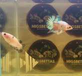 Casal Betta Plakat Candy DotDot Koi