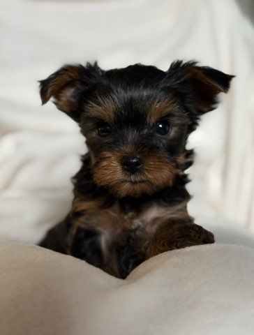Yorkshire terrier