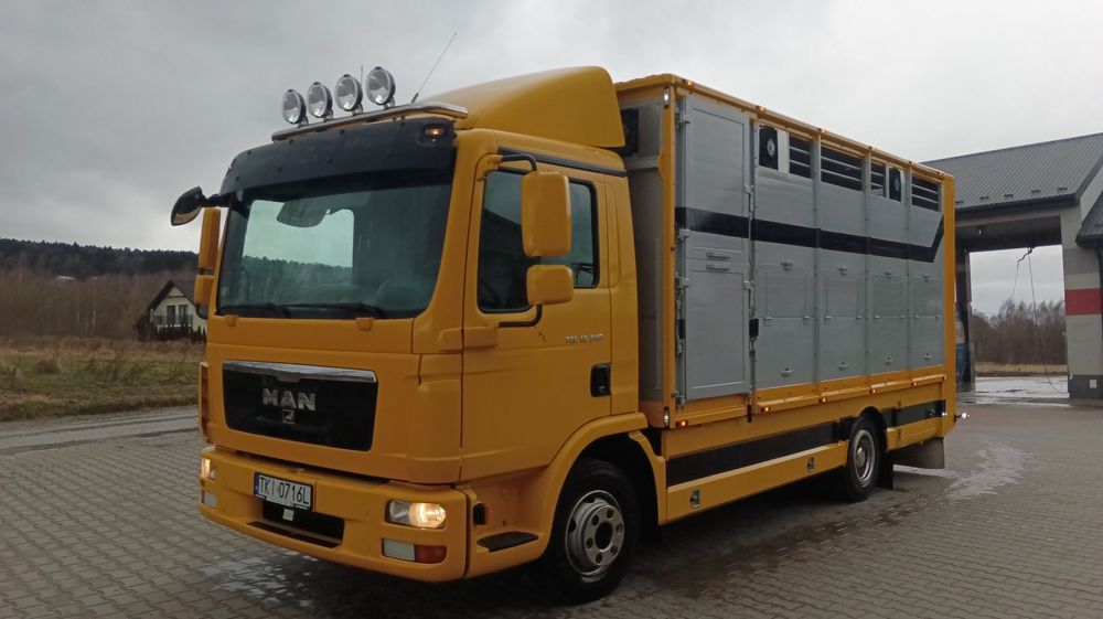 MAN TGL.12.240  SPRZEDAM MAN TGL.12.240 do BYDŁA/ do ZWIERZĄT/ solówka do żywca