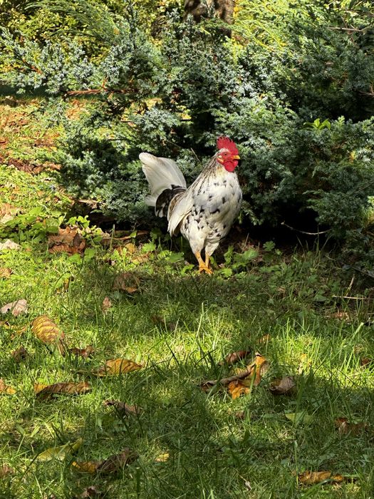 Kogut Karzelek Liliput Pstry kolorowy 2024