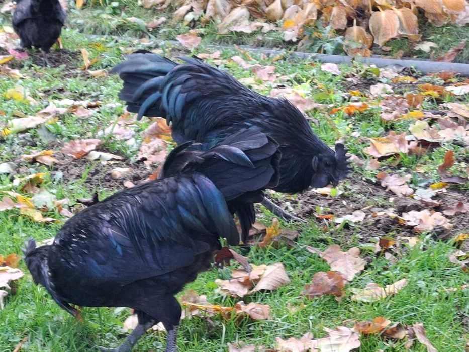 Ayam cemani koguty