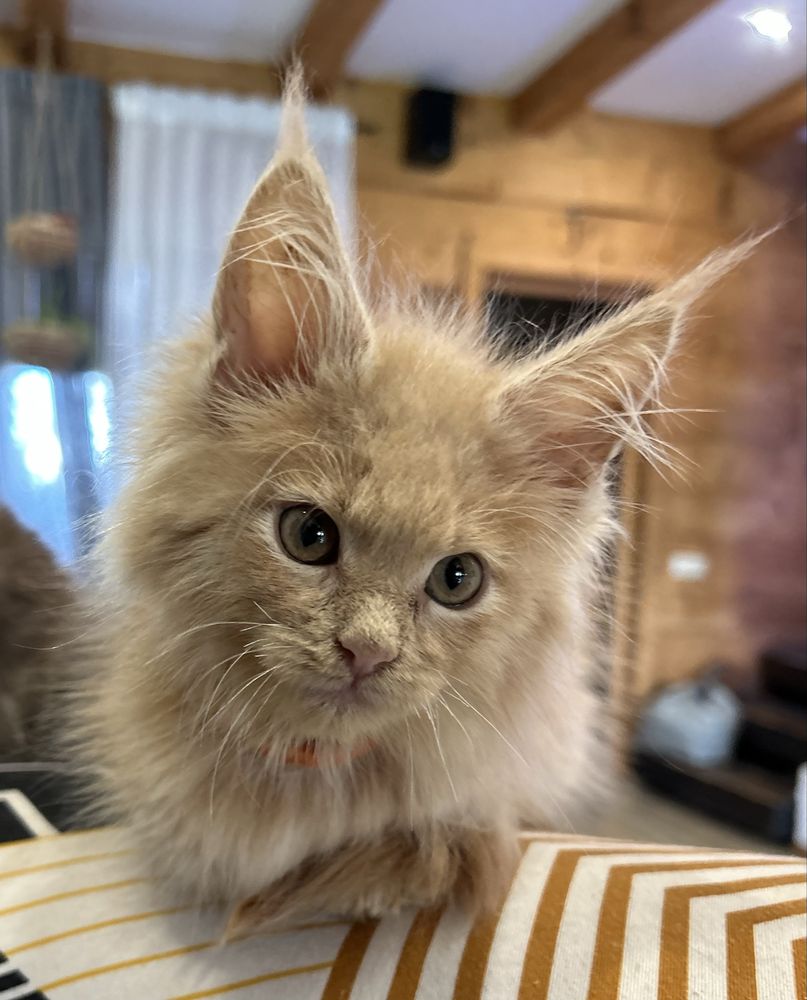 Kocurek maine coon biszkopcik cudowny