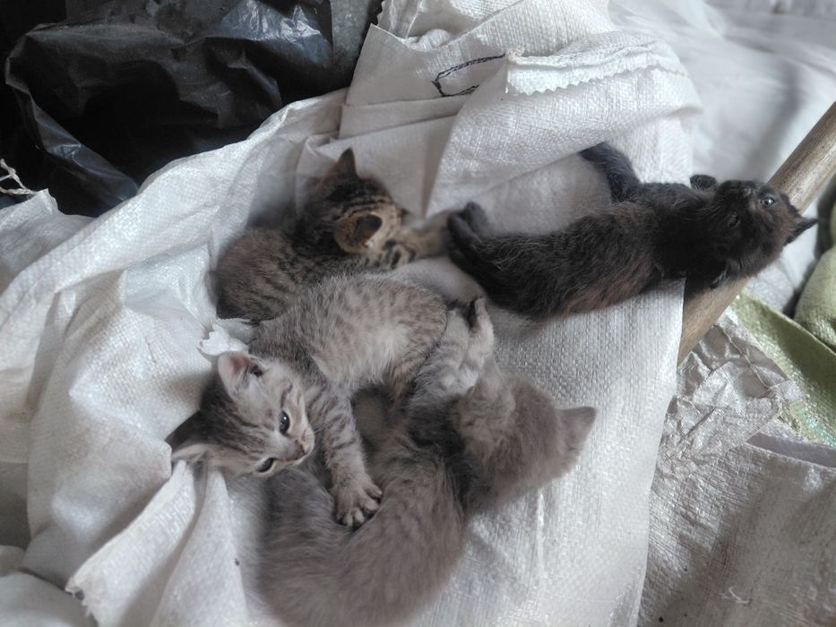 Кошеня в добрі руки