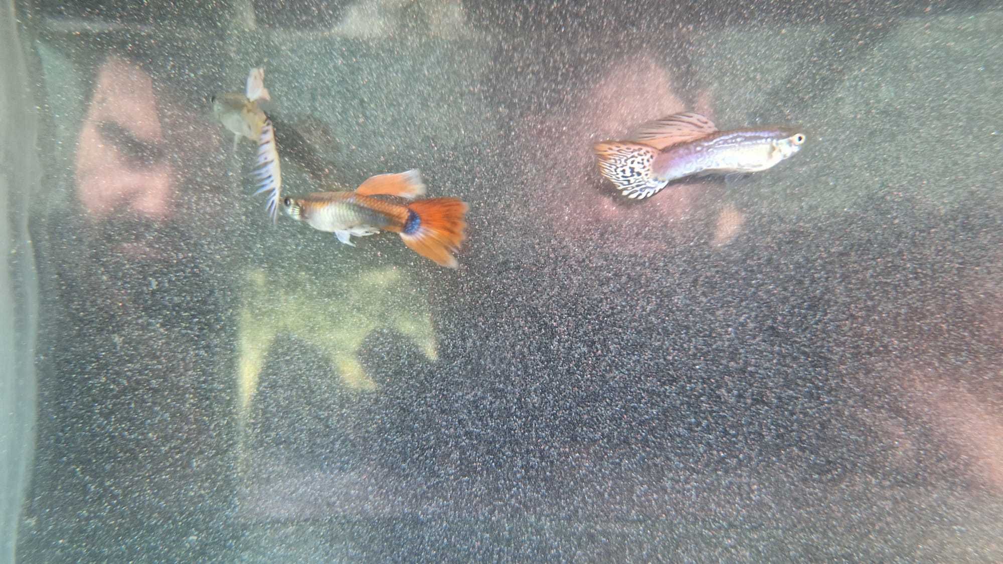 Peixe Guppy agua fria