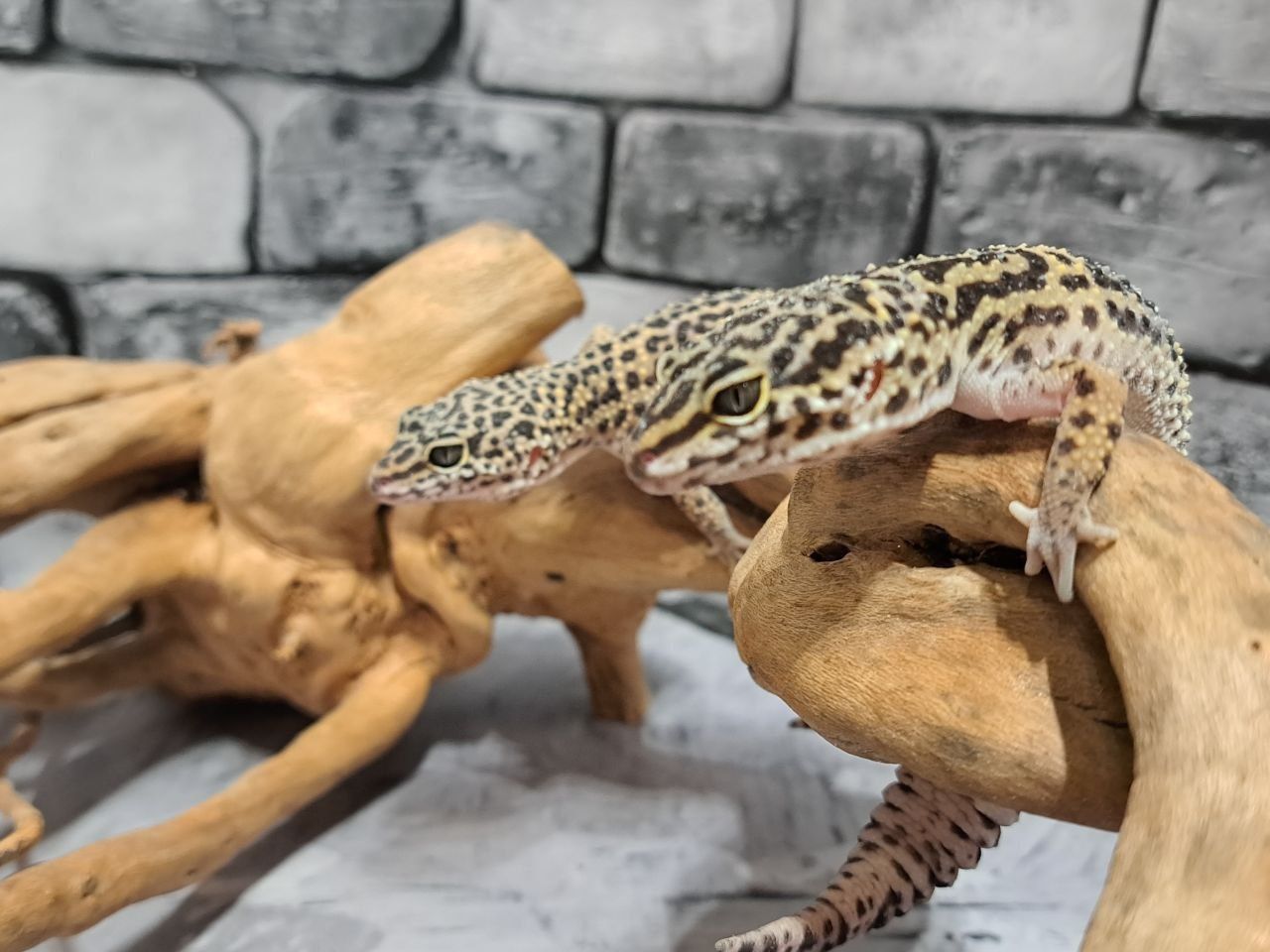 Еублефар, гекон леопардовий, підрощені ящірки для початківців