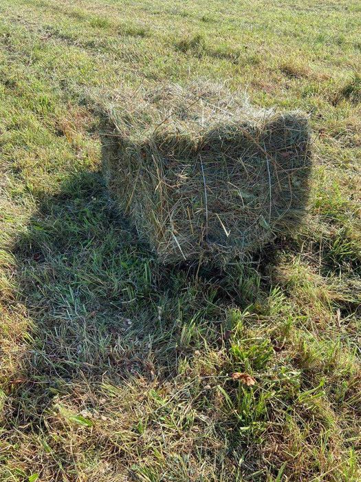 Sprzedam siano w kostkach