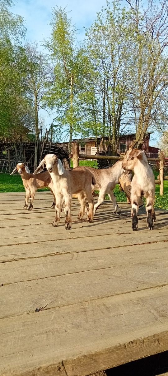 REZERWACJA -Capy ,capki anglonubisy