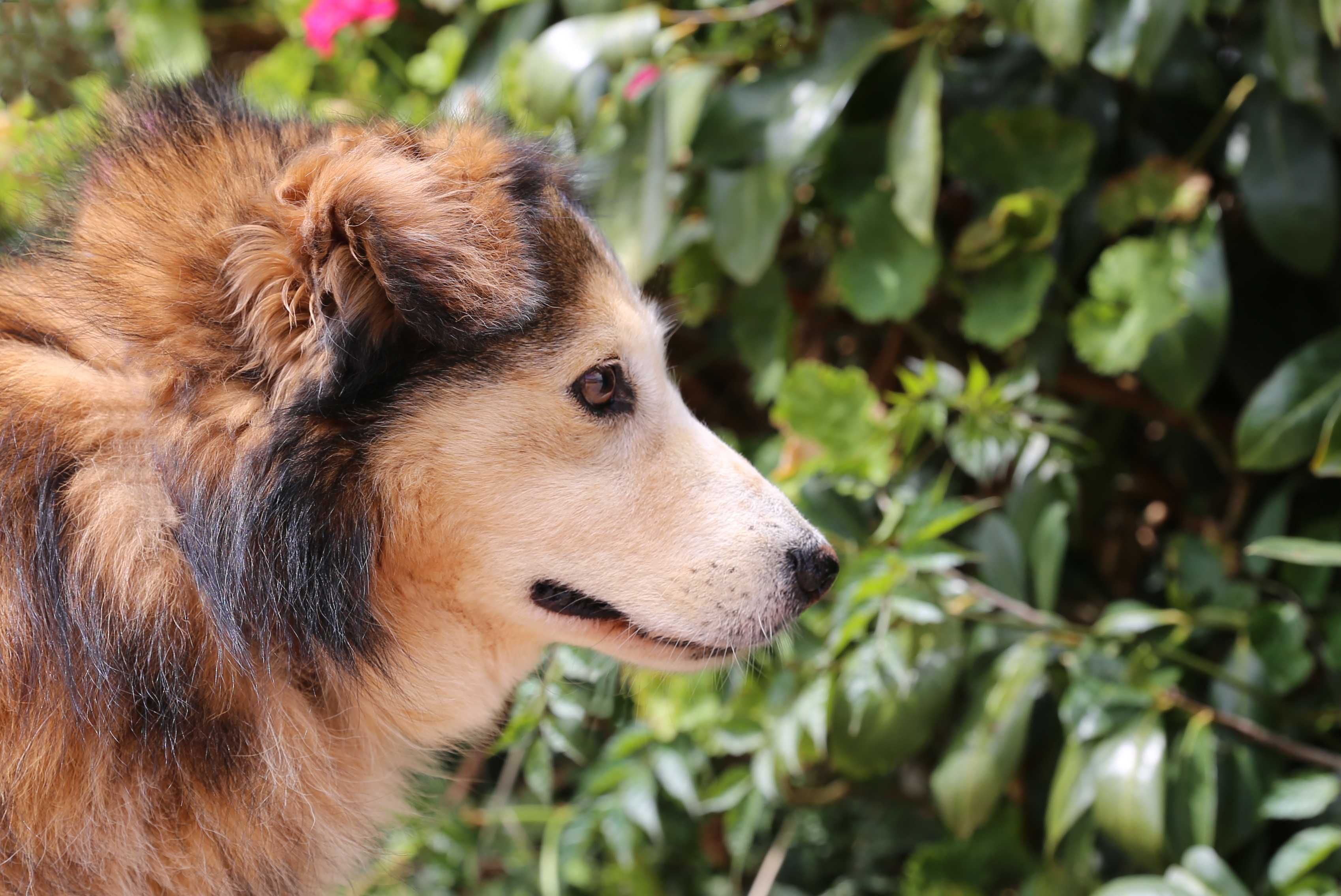 Bowie - cão médio para adoção