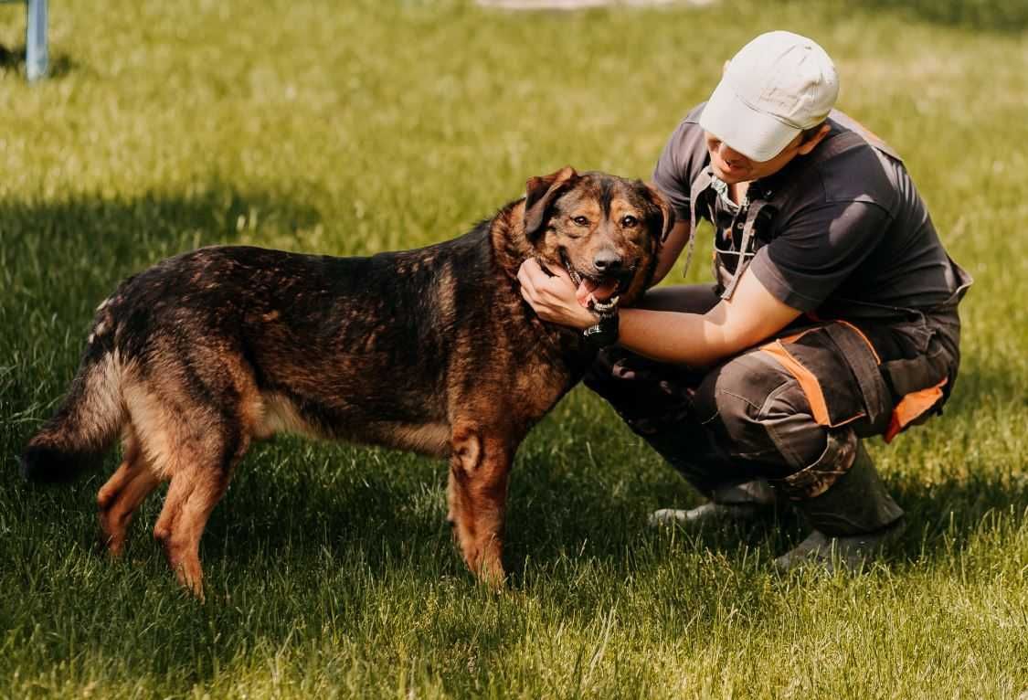 Kto zabierze Baksika ze schroniska?