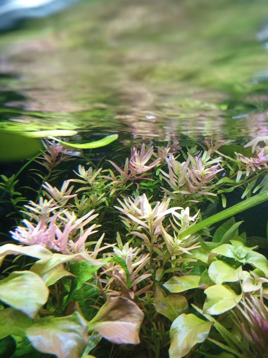 Rotala colorata roślinka.