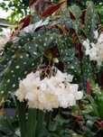 Бегонія макулата Begonia maculata