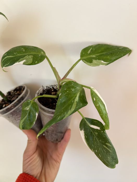 Филодендрон Белая принцеса (White Princess) tricolor