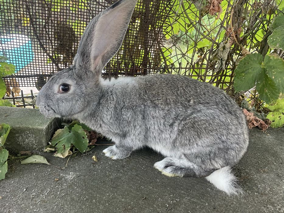 Продам кролиць.