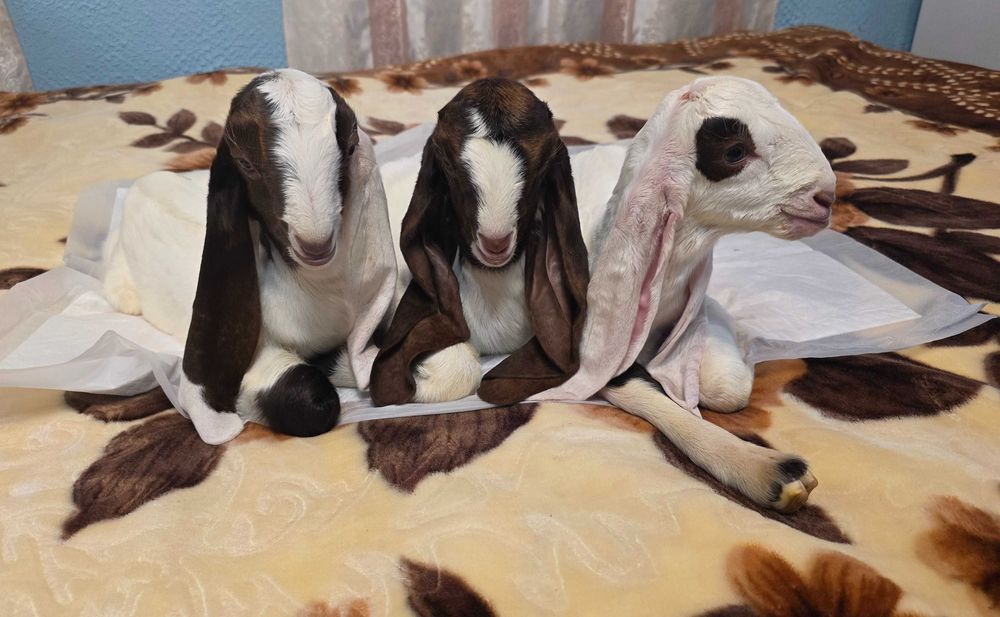 Каморі козенятка 100%