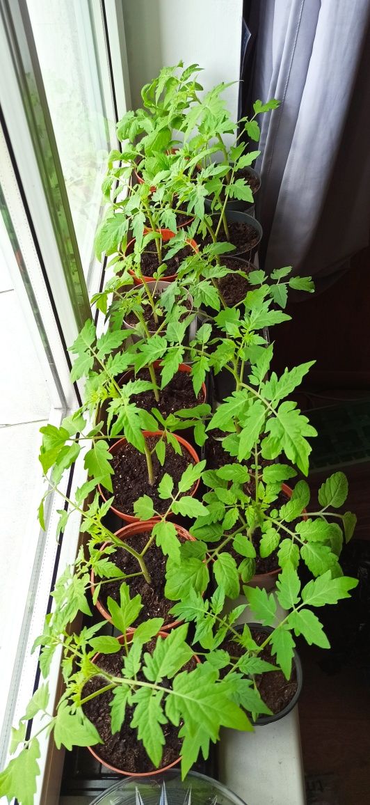 Sadzonki pomidorów koktajlowych idealne na balkon