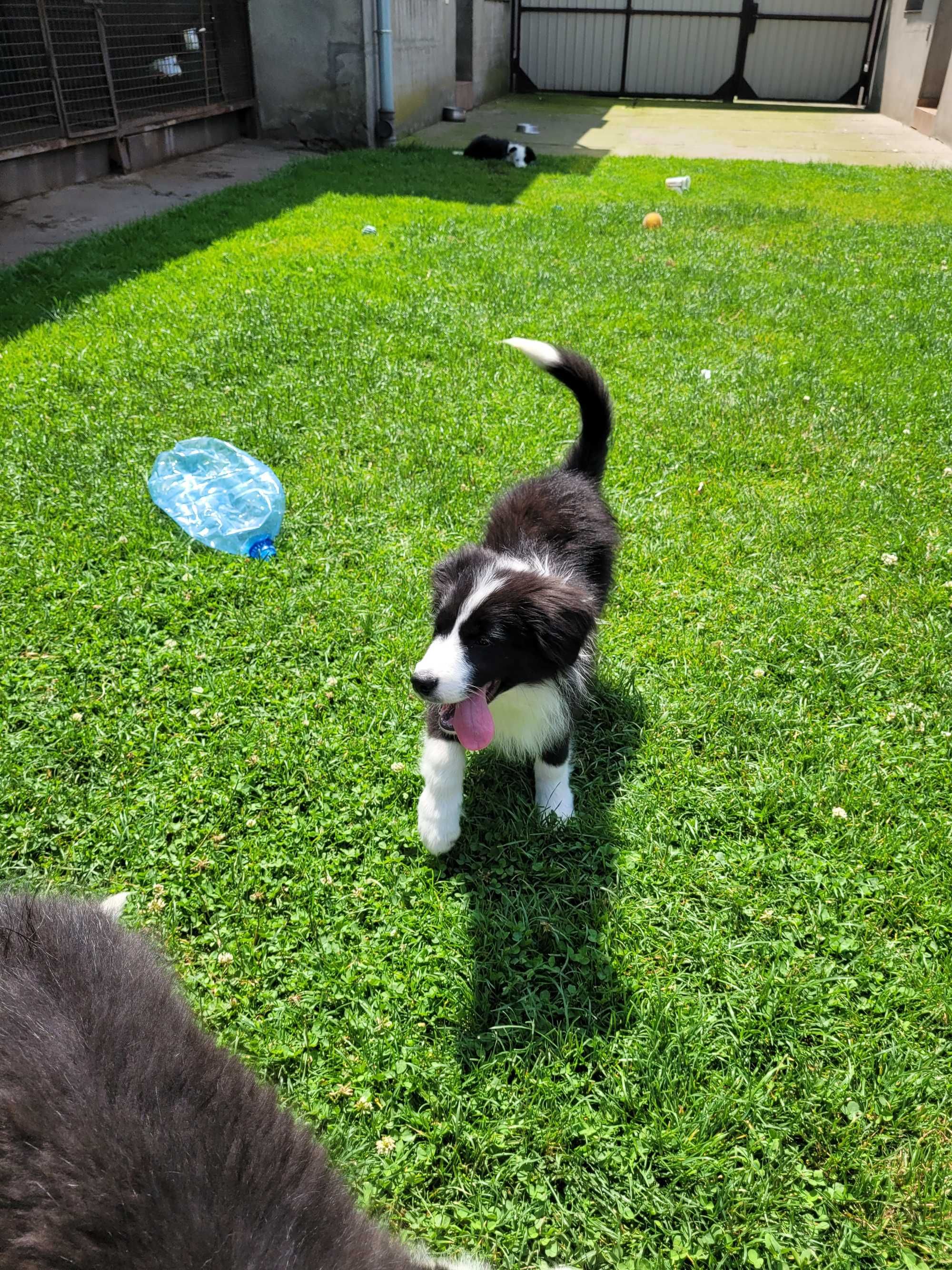 Border collie  z metryka Fci