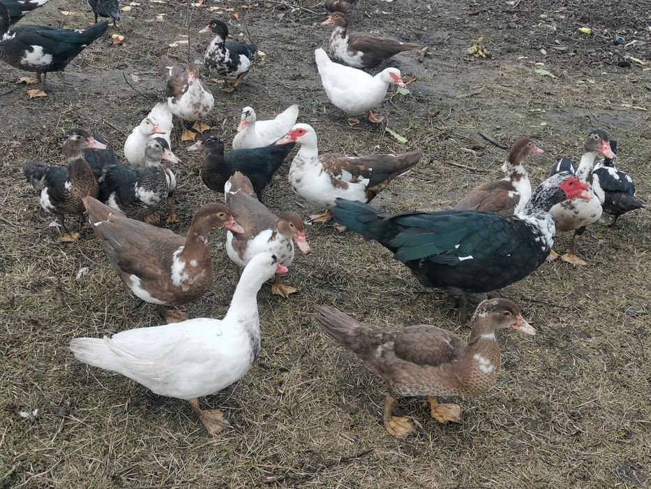 Продам качок шипуни індокачки