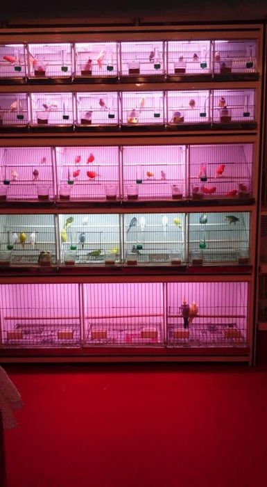 Gaiola/ bateria para pássaros