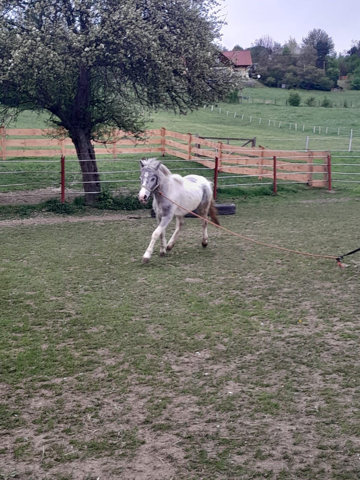 Sprzedam srokatego ogierka kuca