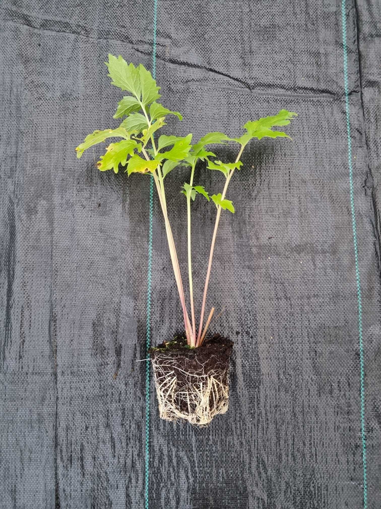 Kozłek lekarski Valeriana officinalis sadzonka doniczka P9