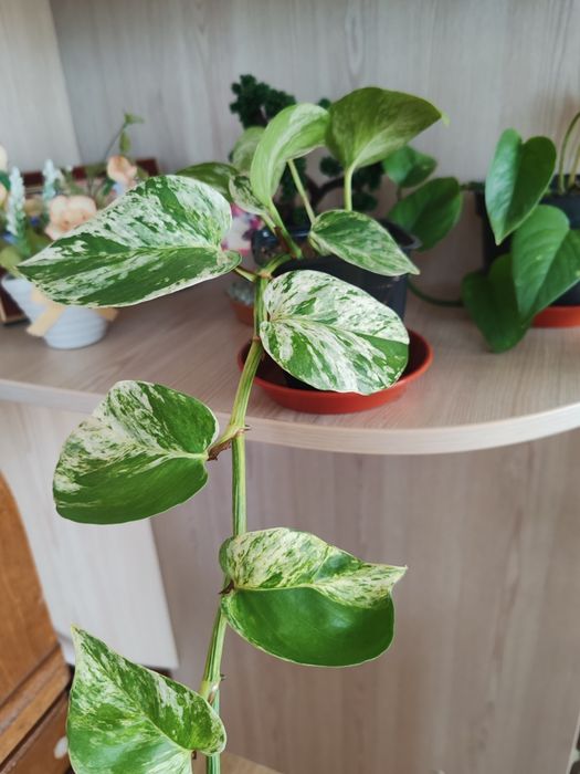 Епіпреміум .          .