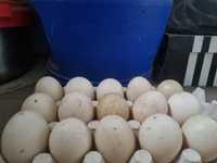 Jaja lęgowe kacze