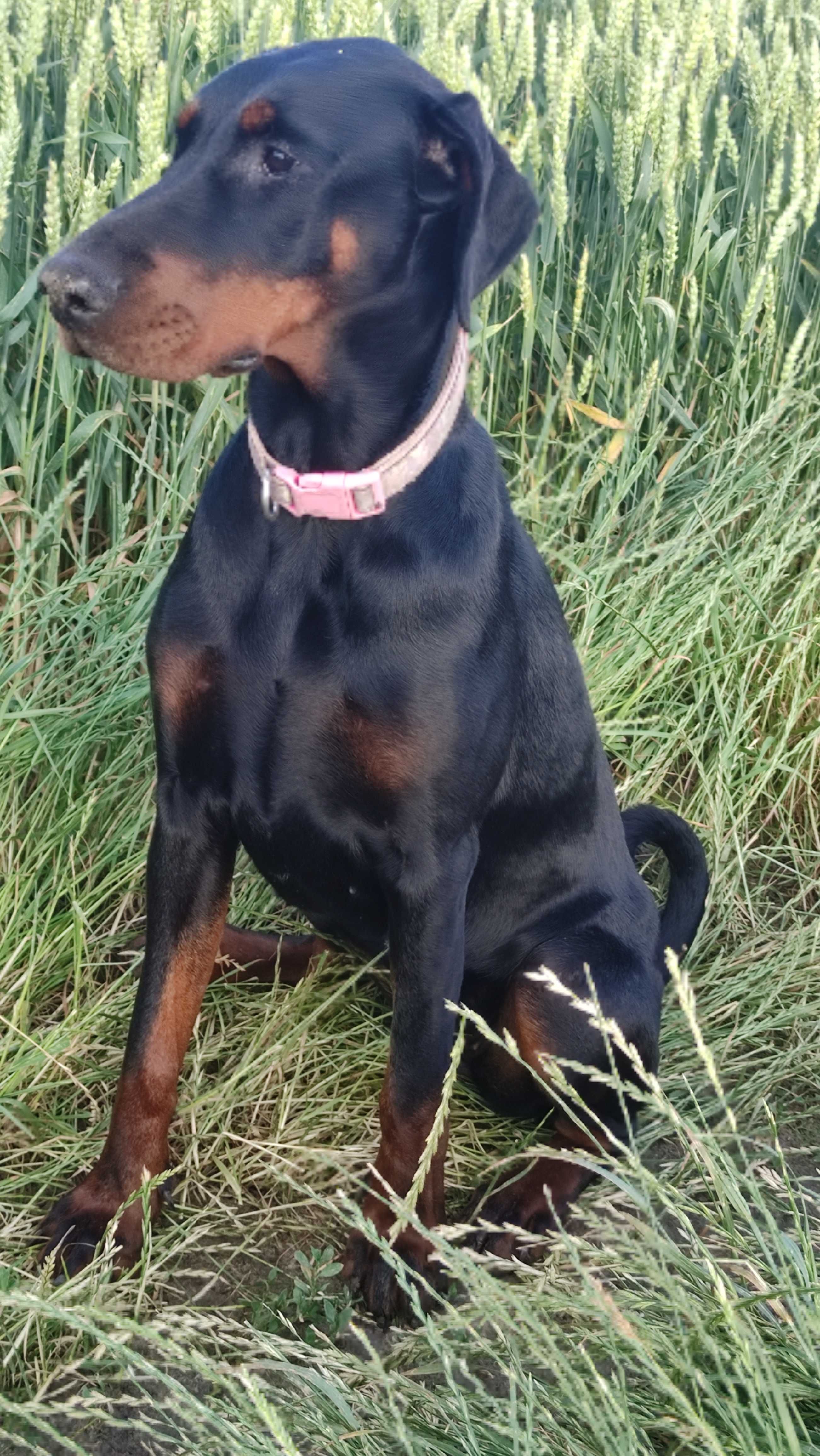 Szczenię Dobermana FCI