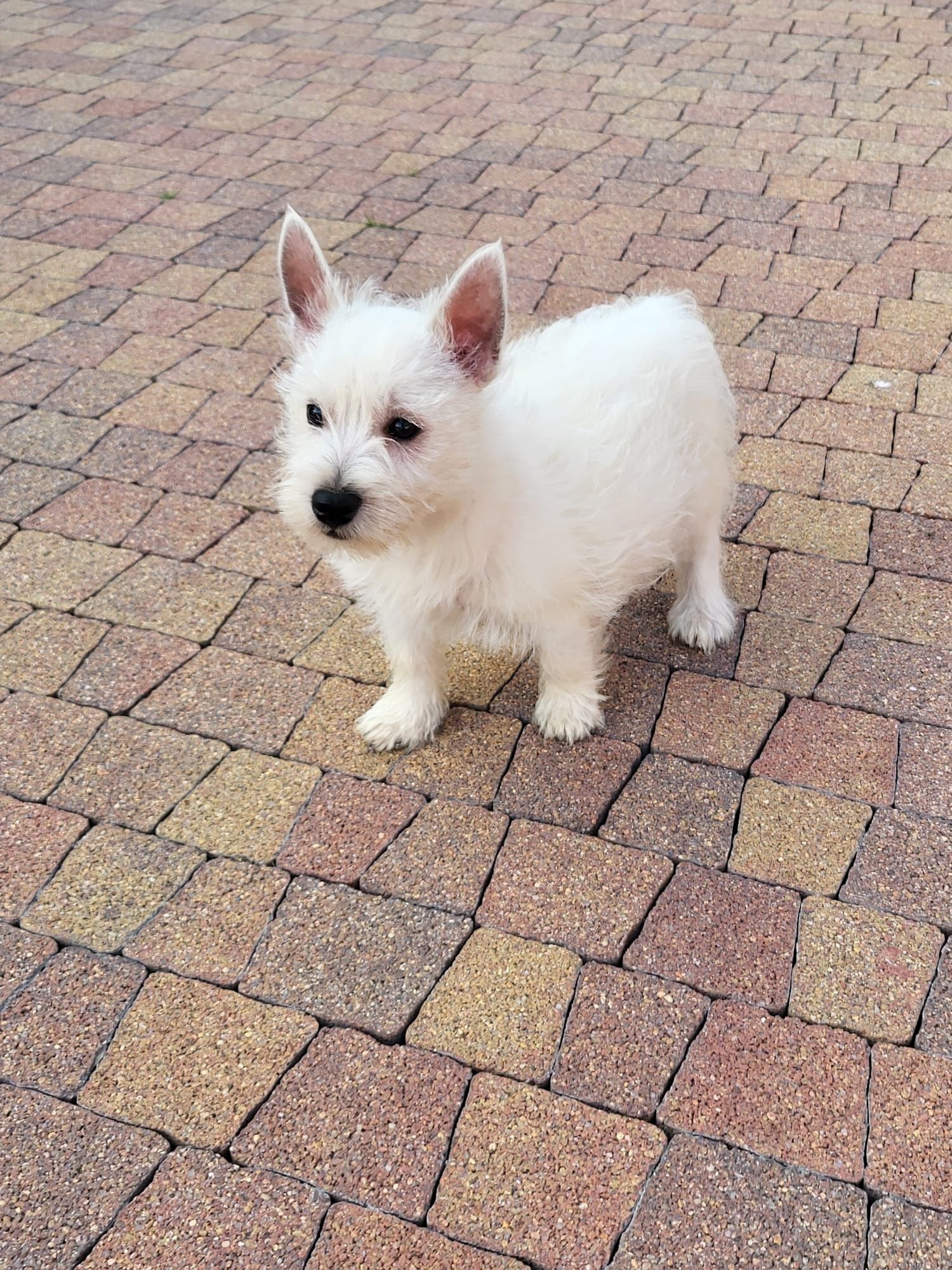 West Highland White Terrier-Suczka