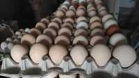 Продам яйця курячі домашні