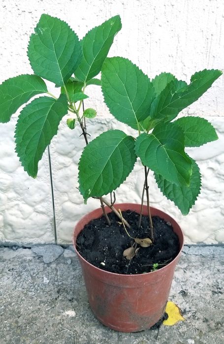 Гортензія деревовидна Анабель