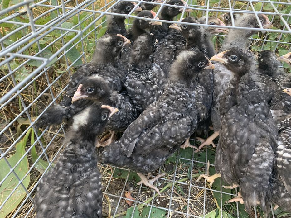 Доминант 40 дней курочка