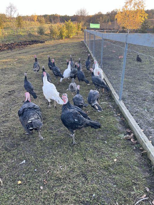 індики породисті