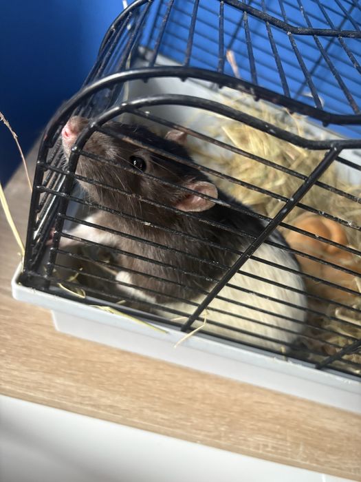Oddam szczurka w dobre rece