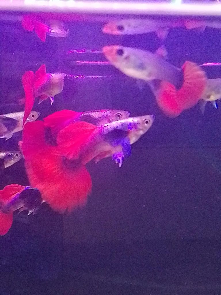 Gupik red dragon dumbo