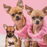 Chihuahua  sunia piesek
