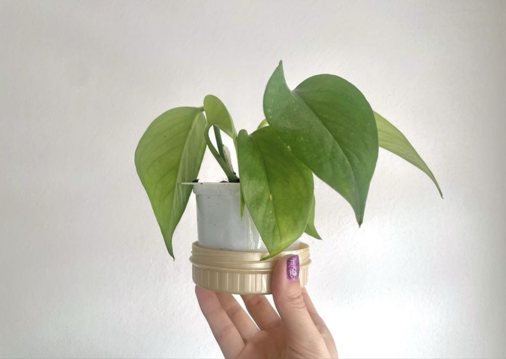 Maranta / epipremnum