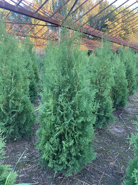 Саджанці : туя , самшит, ялівець, бересклет , Кипарисовик