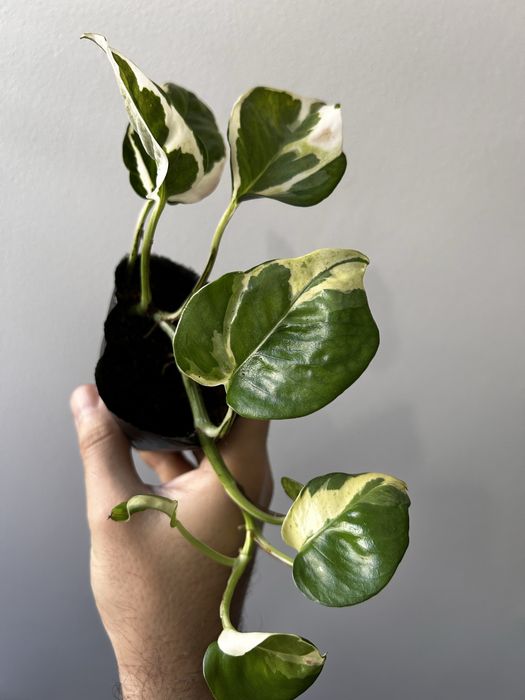 Epipremnum Pearl jade variegata