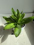 Sansewieria Sansevieria Wężownica Język Teściowej