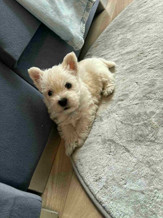 West highland white terrier piesek
