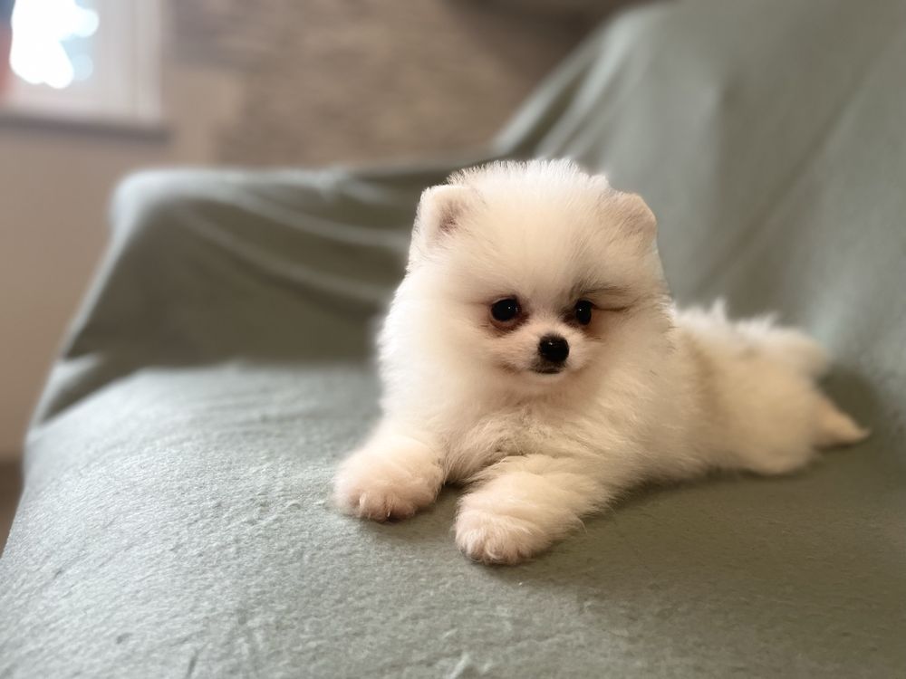 Pomeranianki suczka mini mini