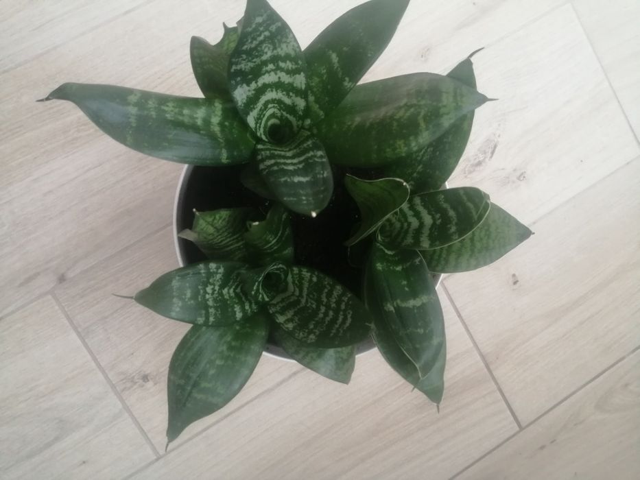 Сансеверія   хані