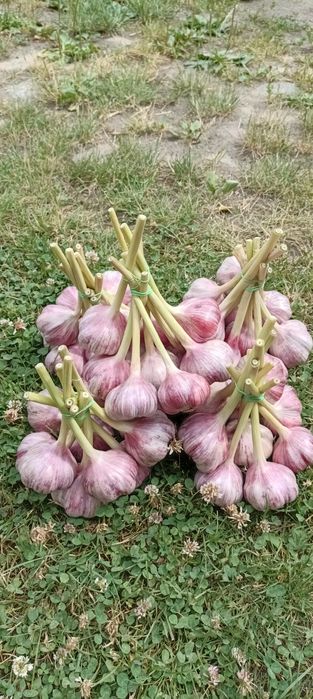 Czosnek Polski Harnaś