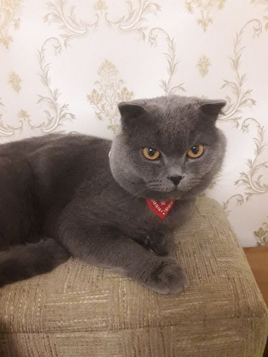 Вислоухий кот ждет в гости прямоушку